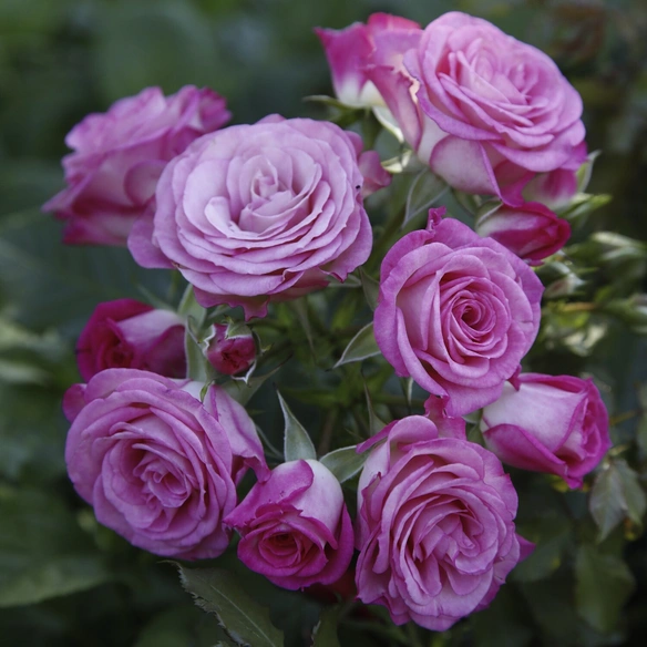 Beetrose, Rosa »Xenia®«, Blüte: rosa, gefüllt