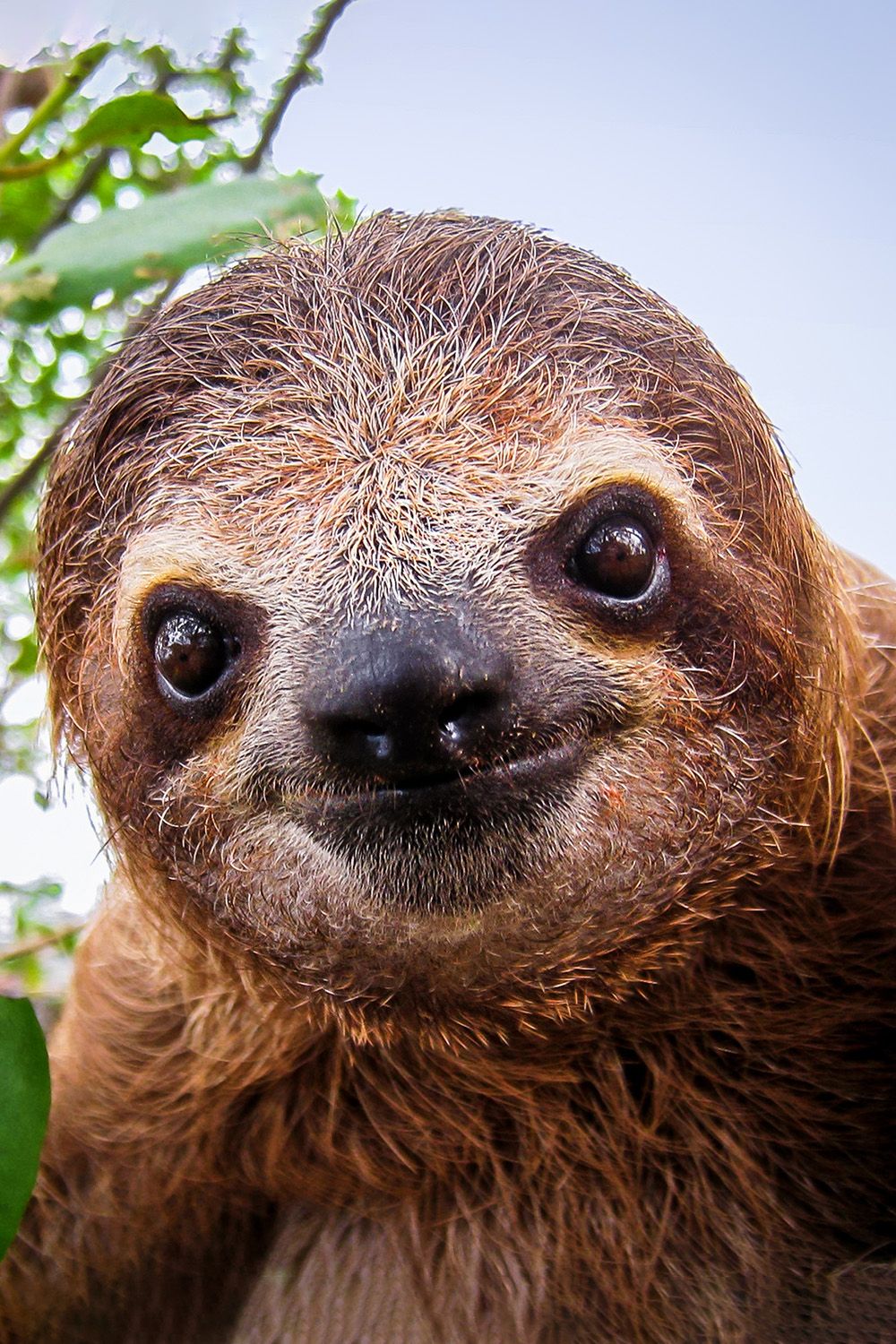 Gift Republic Adopt a Sloth Gift Pack