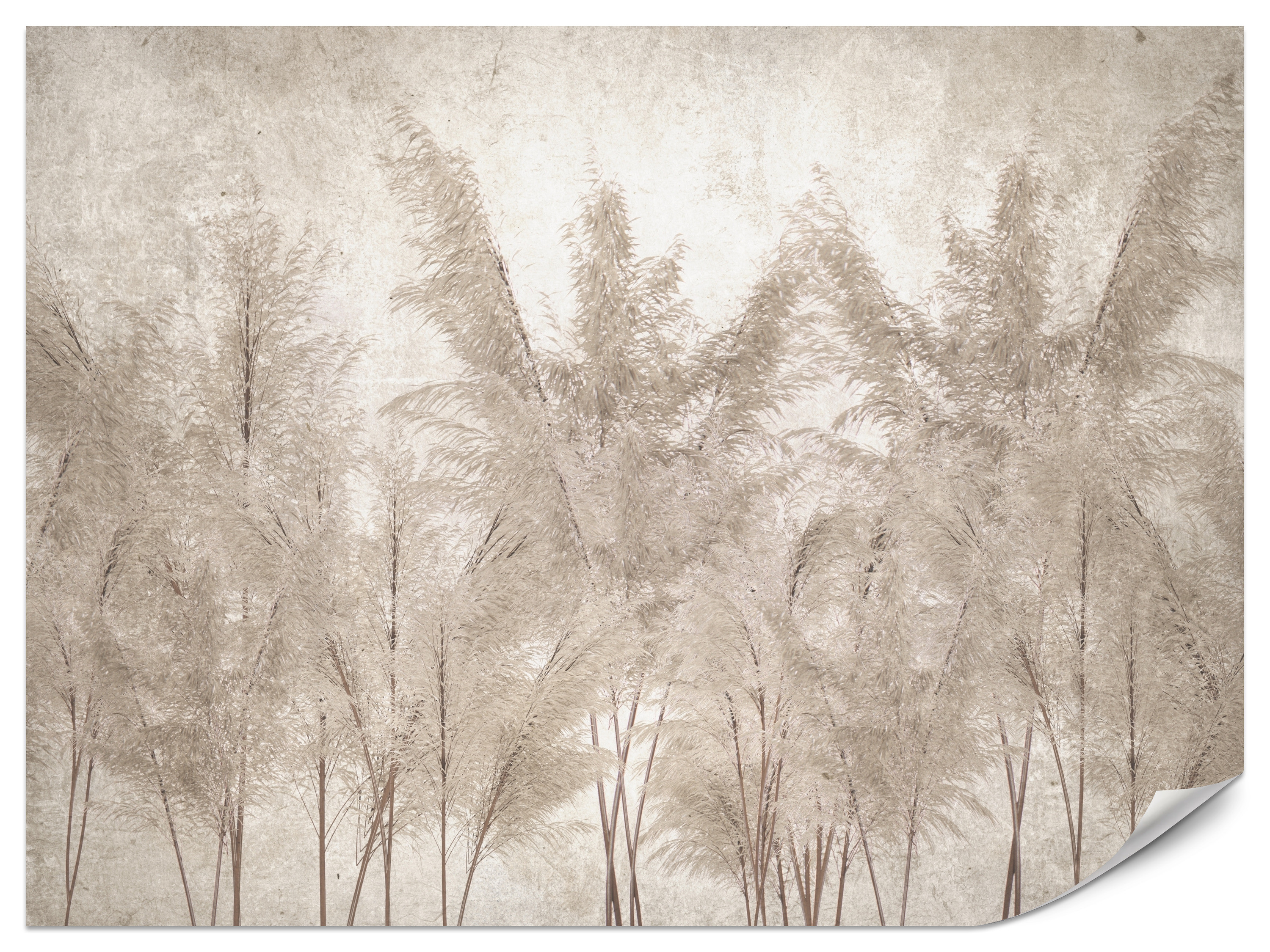 Fototapeta Trawy pampasowe 100x70cm