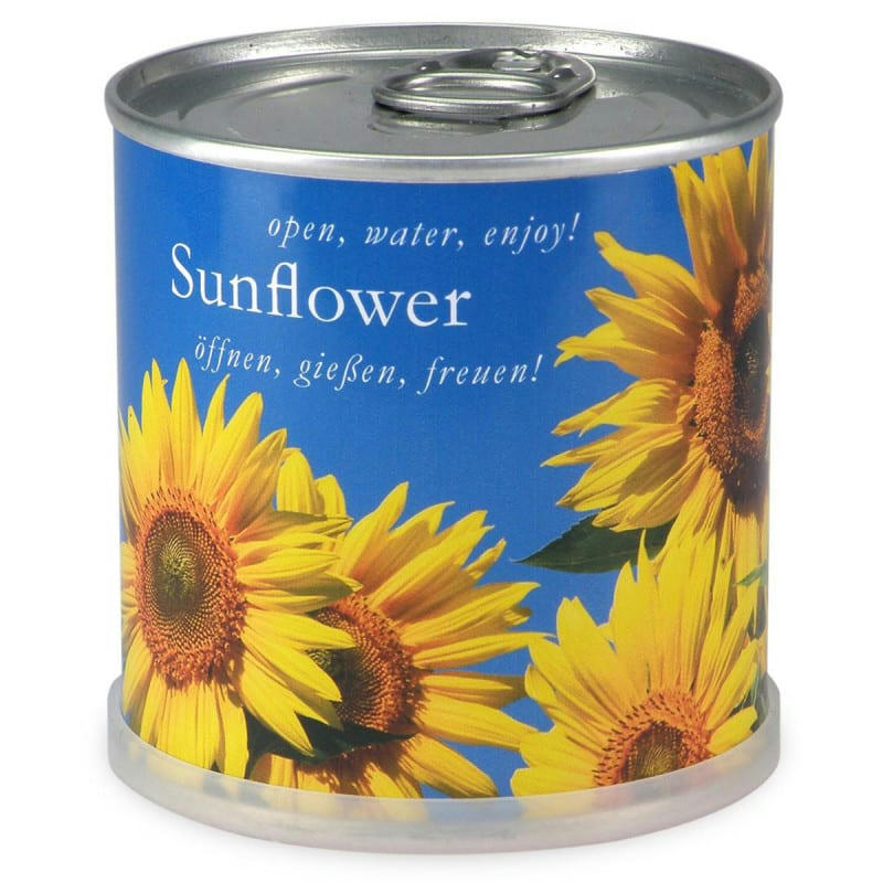 - Tournesol à faire pousser en boite