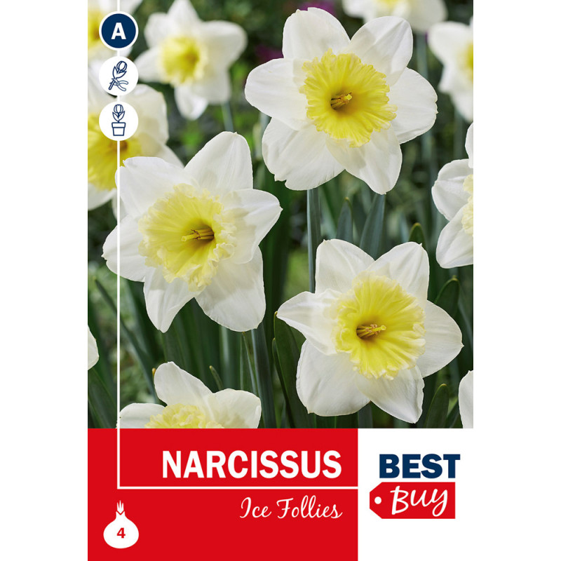 Bulbes de narcisses Ice Follies 4 pièces