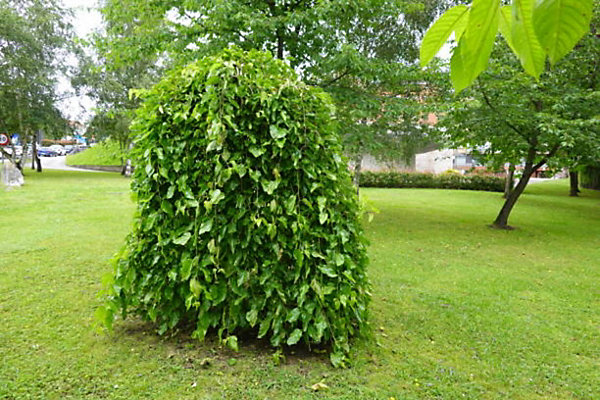 Arbres et plantes - MORUS alba Pendula - Pot 30 L - 300cm - Blanc - Extérieur