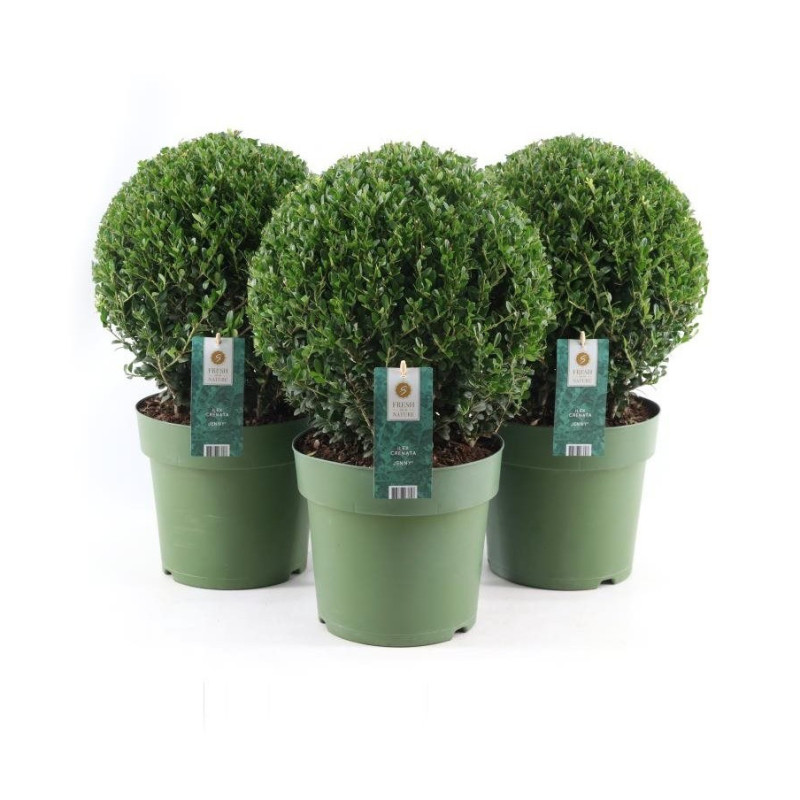 Ilex boule Crenata Jenny en pot