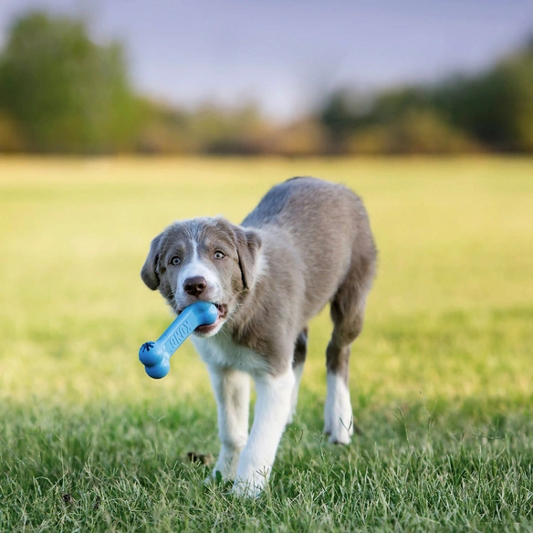 Hundespielzeug, mehrfarbig