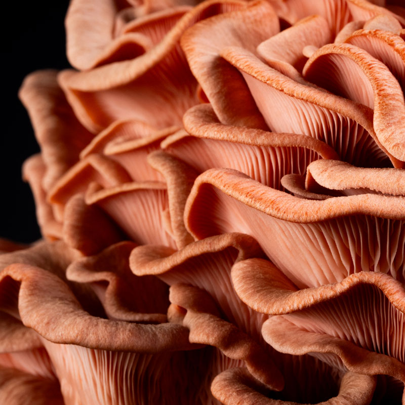 Svampodlingskit, Pink Oyster