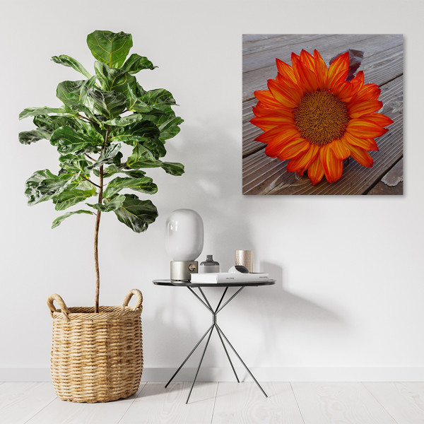 Feeby Obraz na płótnie, Pomarańczowy słonecznik 30x30