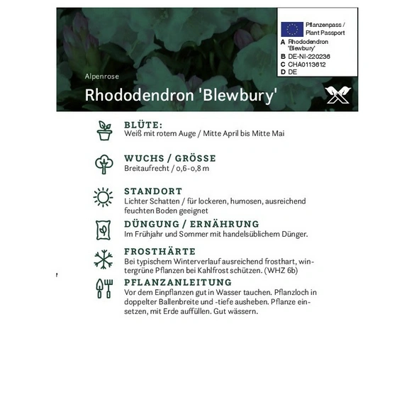 Rhododendron roxieanum »Blewbury«, weiß, Höhe: 30 - 40 cm