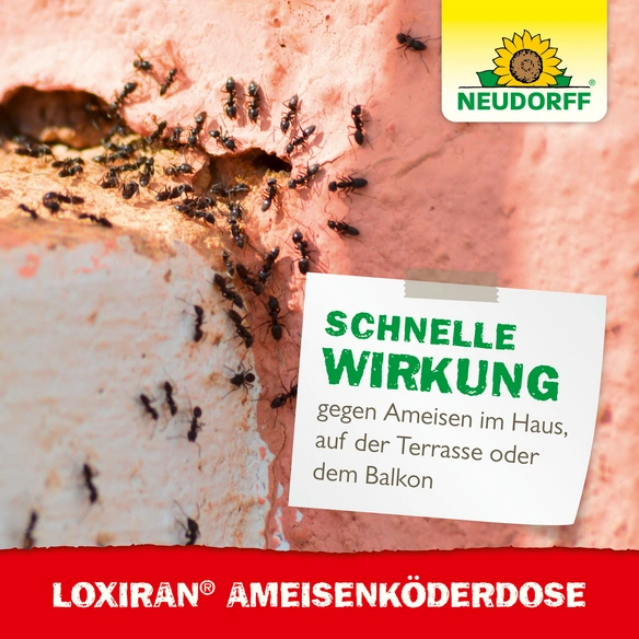 7516615 - Loxiran Ameisen Köderdose