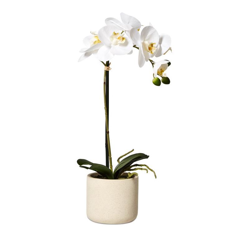 White Orchids