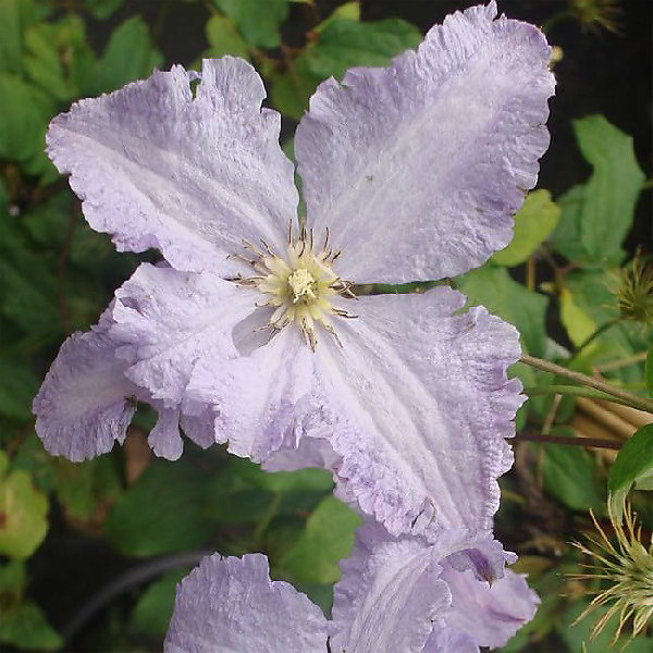 2 x Clématite 'Blekitny Aniol' - Clematis 'Blekitny Aniol'- 50-60 cm pot