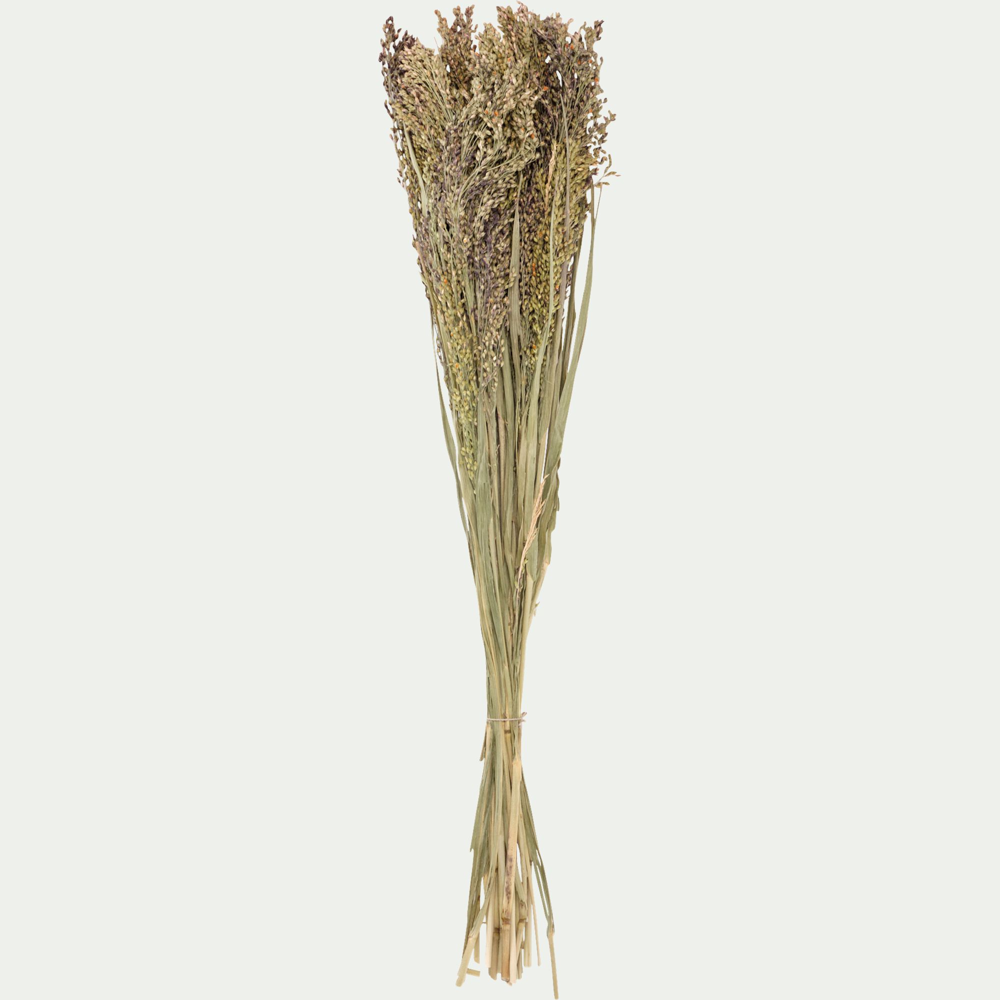 FLORALIE - Botte de panicum effilées séchées 50cm - marron