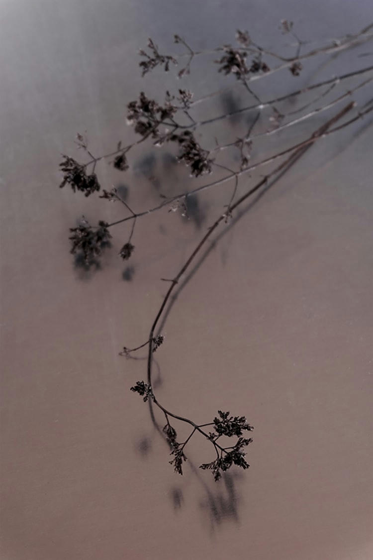 NATURE MORTE - Photographie d'art de Zoé Pignolet 60x90 cm sur plexi