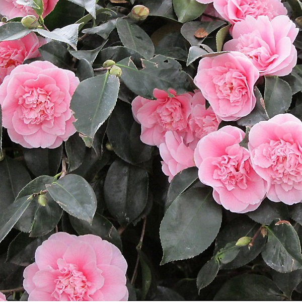 2 x Camélia Rose - Camellia japonica- 40-50 cm pot