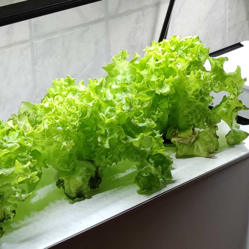 Plocksallat 'Lollo Bionda'
