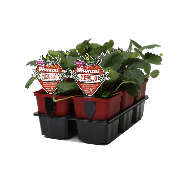 Erdbeere, Fragaria ananassa »Meraldo«, Blütenfarbe: weiß