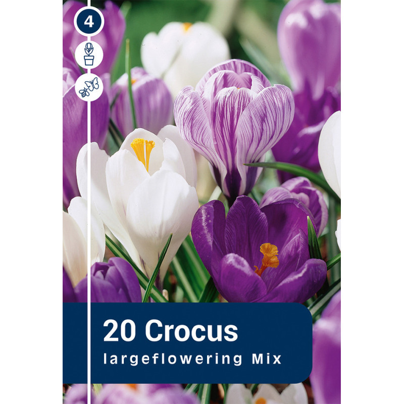 Bulbes de crocus Large Flowering Mix 20 pièces