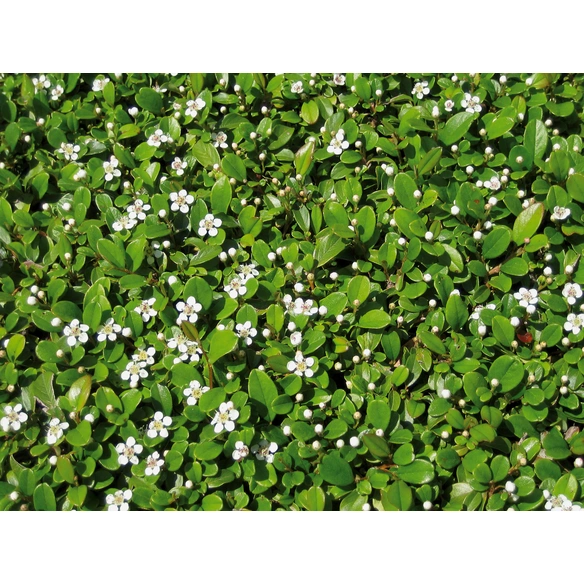 Zwergmispel, dammeri Cotoneaster »Fieders Evergreen«, Blattfarbe: grün