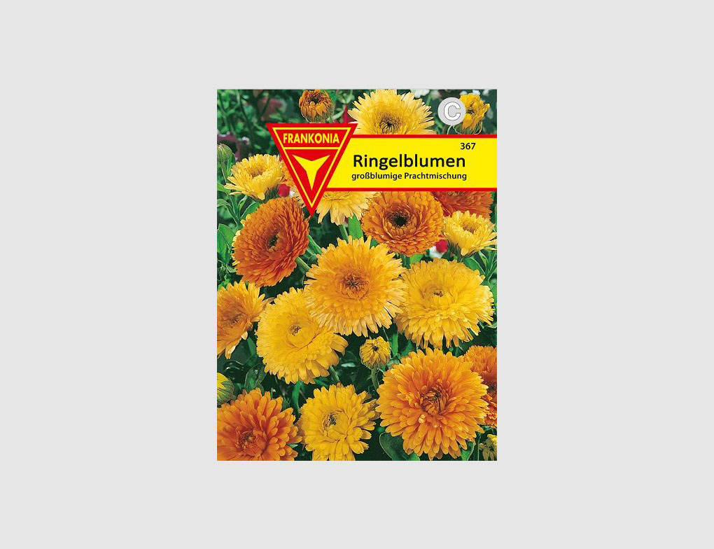 Ringelblume Calendula
