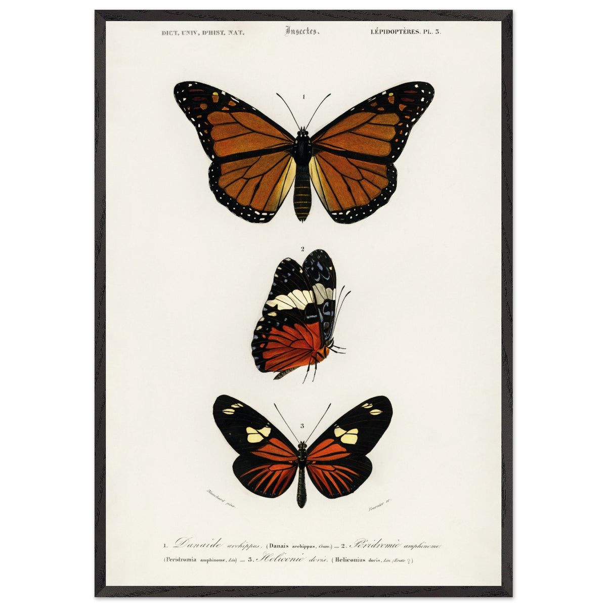 Artfulprints Poster met Lijst Charles Dessalines d'Orbigny - Butterfly  - 70x100 cm - Bruin