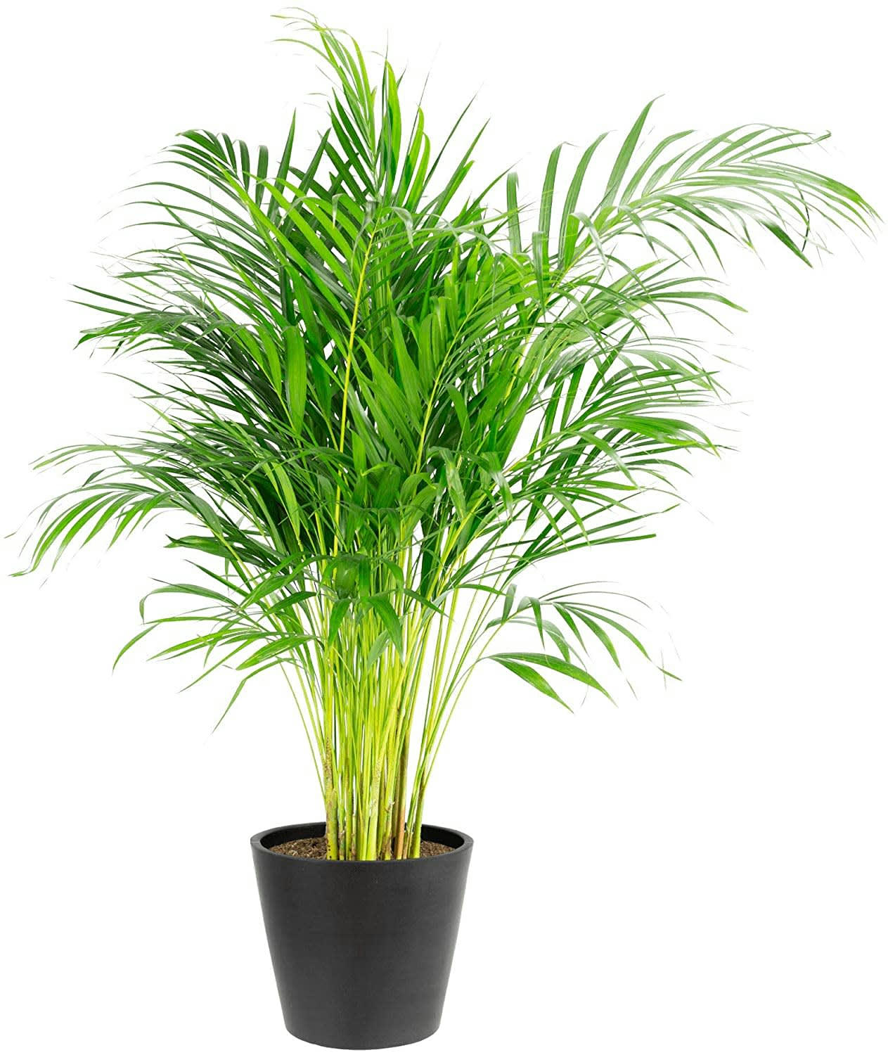 - Plante d'intérieur - Palmier areca de 120cm en pot noir