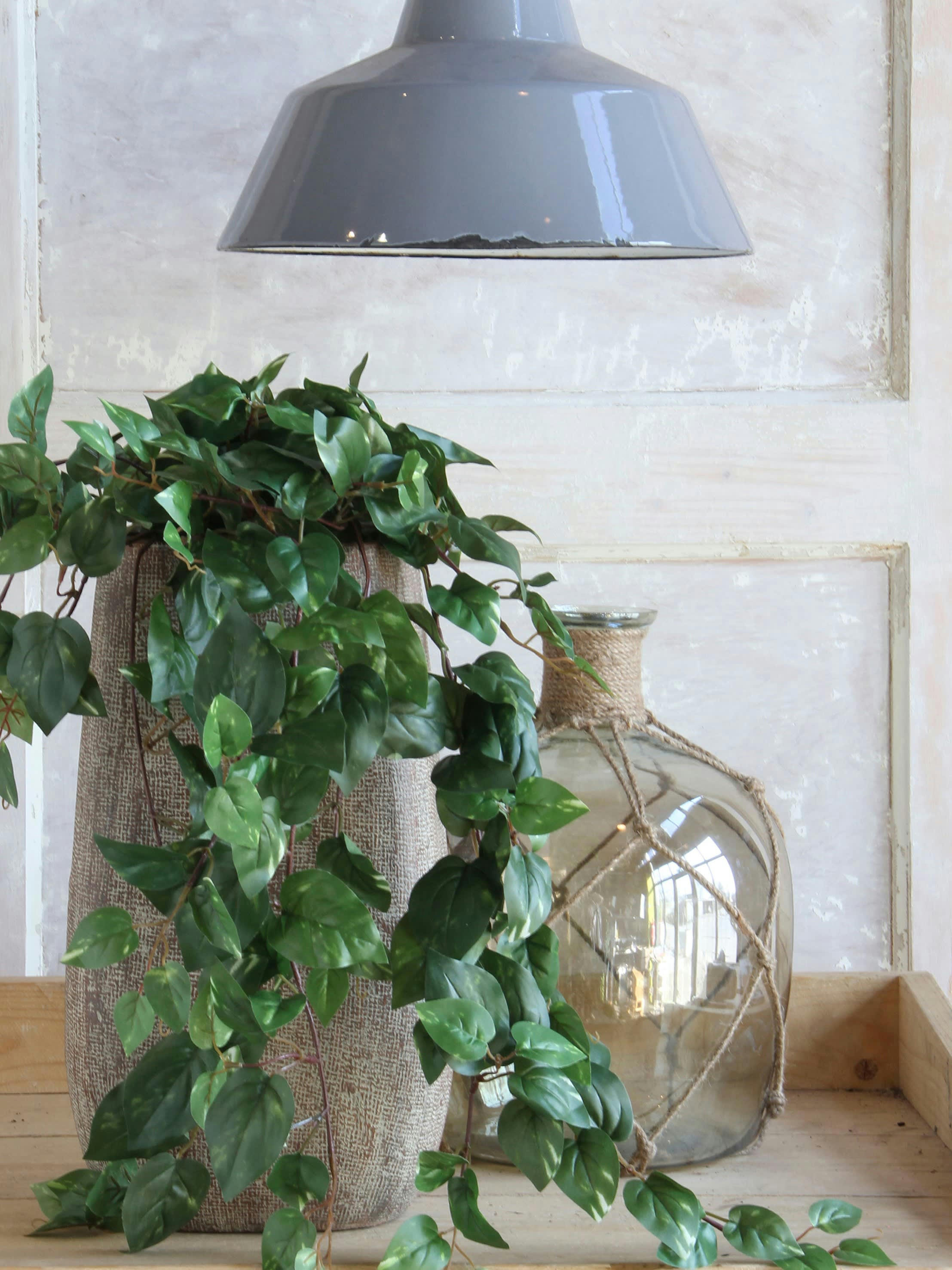 - Scindapsus vert en pot H45