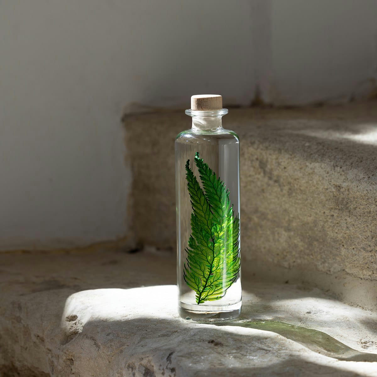 HERBARIUM DE THEOPHILE - Plante immergée Fougère Colombienne