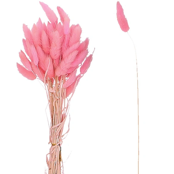 Trockenblumen »Lagurus«