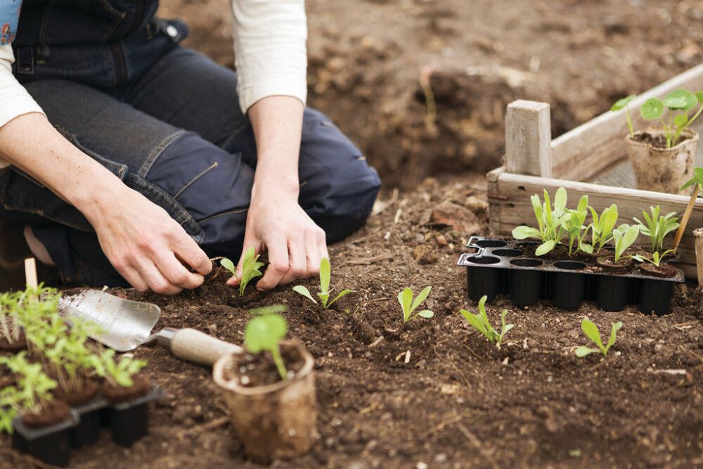 PLANTEPLUGG NELSON GARDEN 14STK