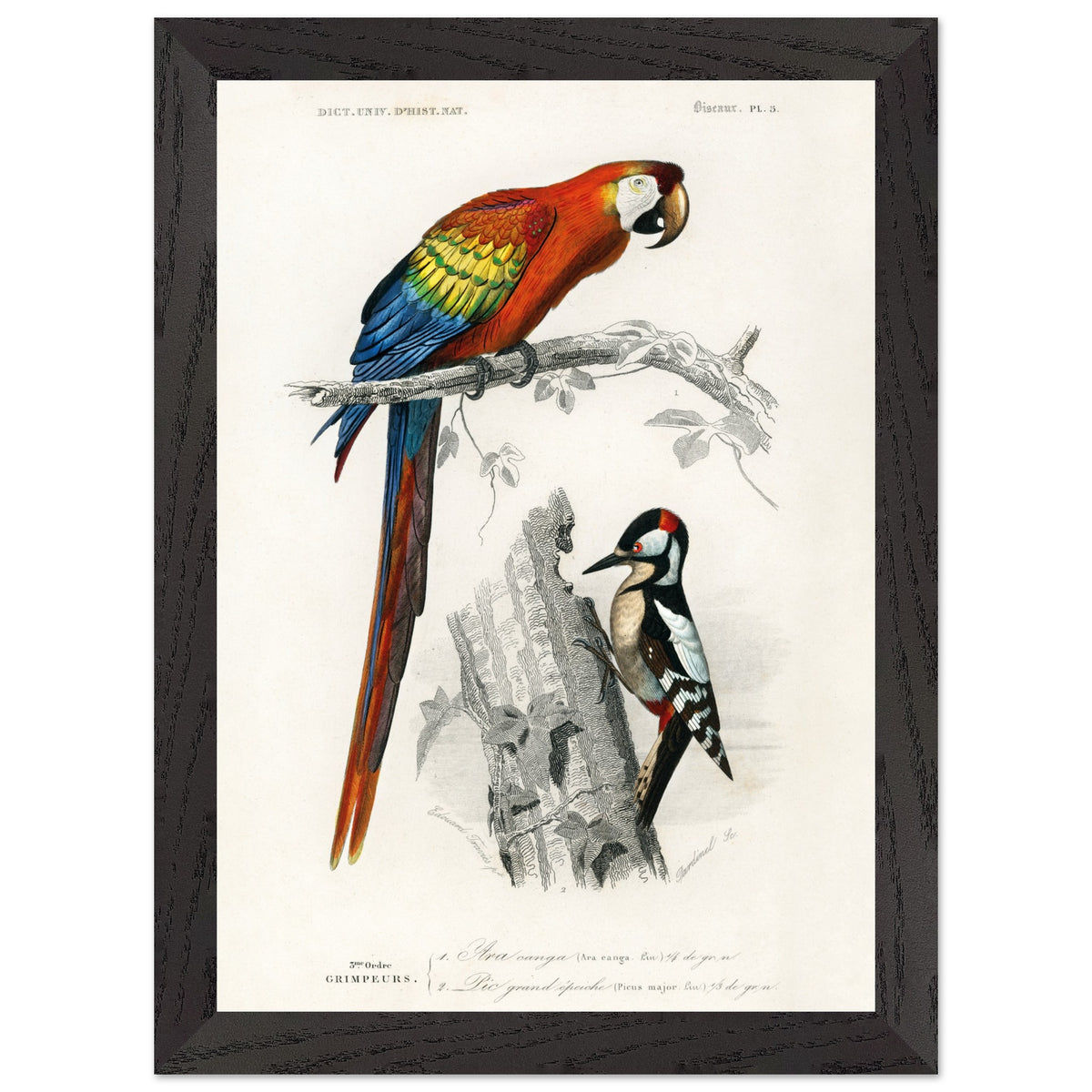 Artfulprints Poster met Lijst Charles Dessalines d'Orbigny - Different types of birds  - A4 21x29.7 cm - Meerkleurig