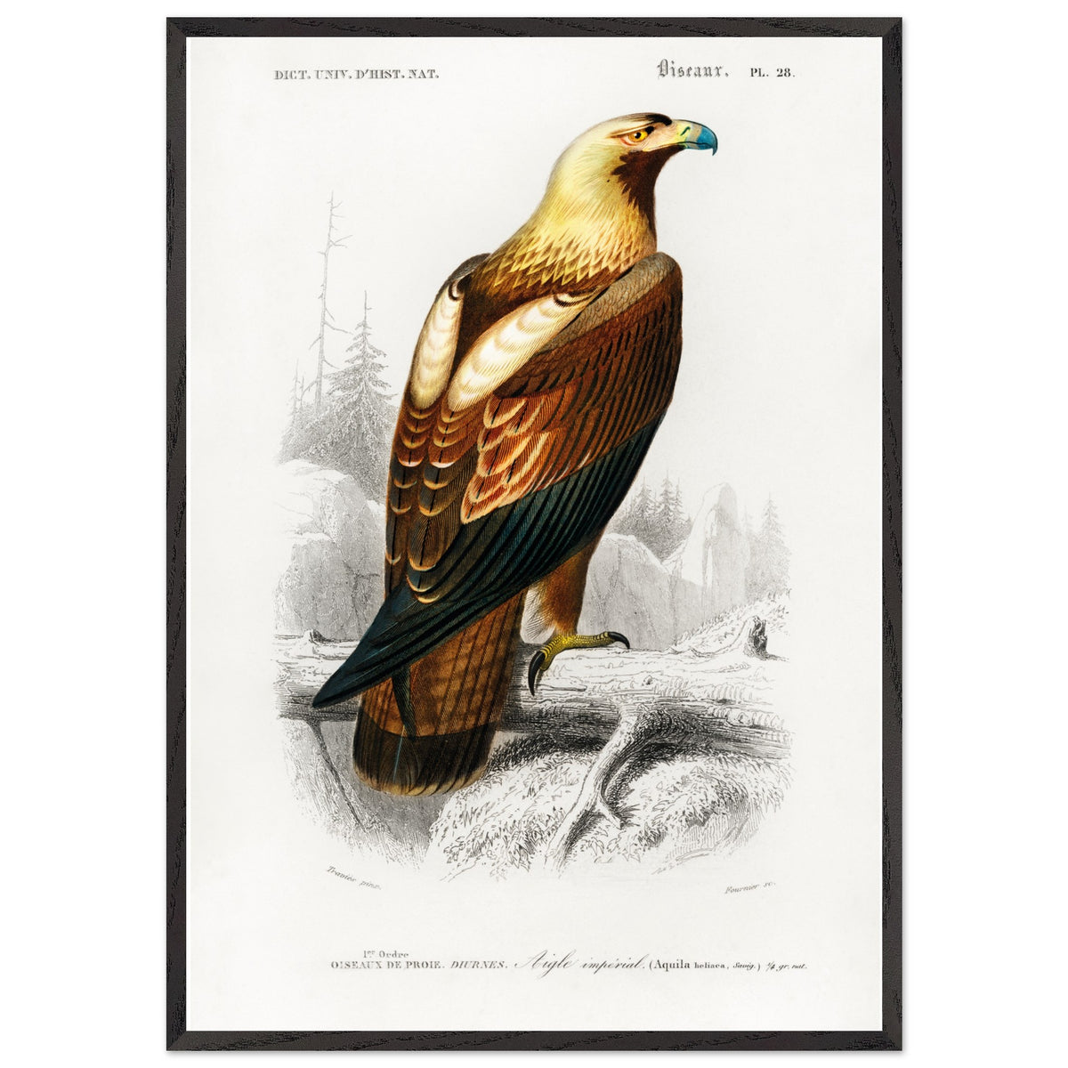 Artfulprints Poster met Lijst Charles Dessalines d'Orbigny - Eastern imperial eagle (aquila heliaca)  - 70x100 cm - Bruin