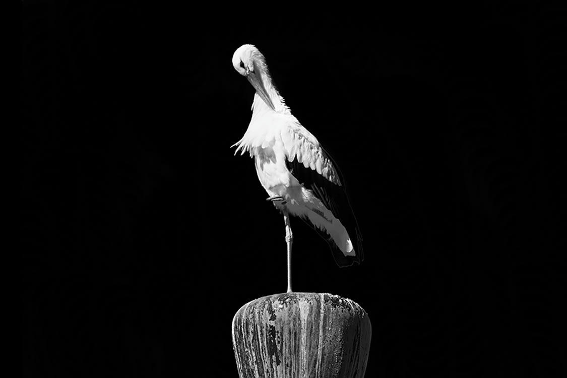 TRÔNE DE LA CIGOGNE - Photographie d'art de Guillaume Mordacq  30x45 cm sur plexi