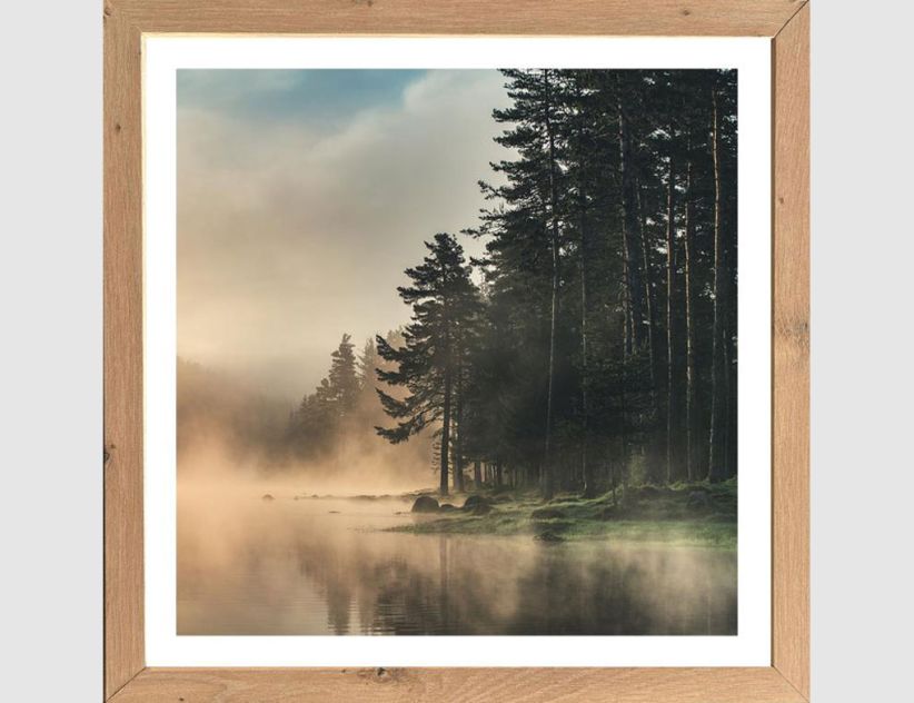 Bild Nebel am Waldsee