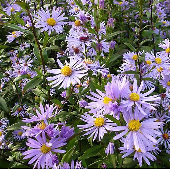 6 x Aster laevis 'Calliope' - godet 9cm x 9cm