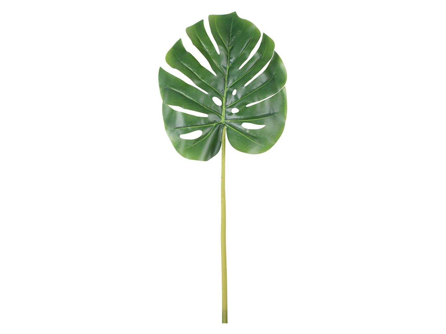 Monstera gałązka 72 cm