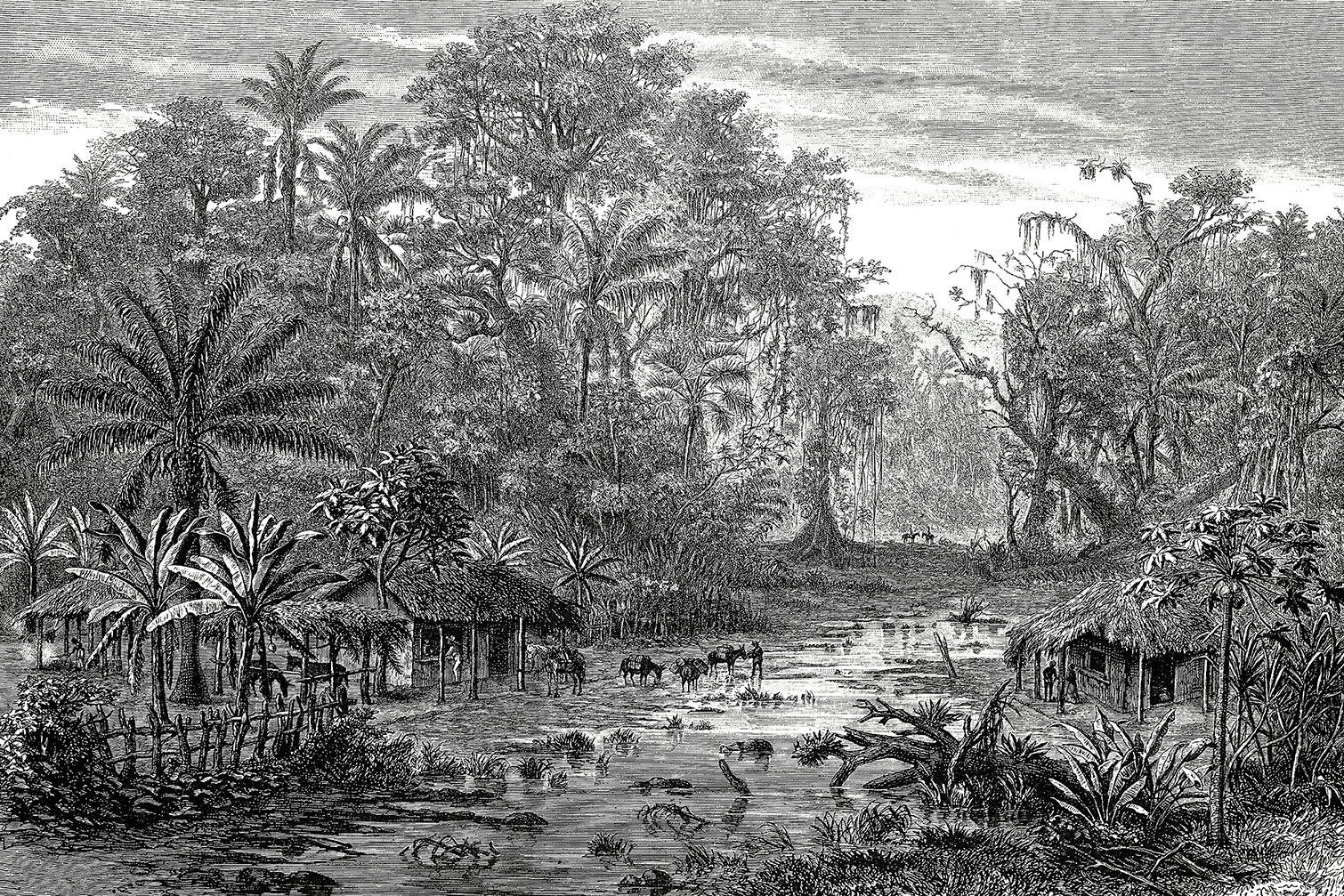 - Tableau gravure forêt de mangroves imprimé sur toile 45x30cm