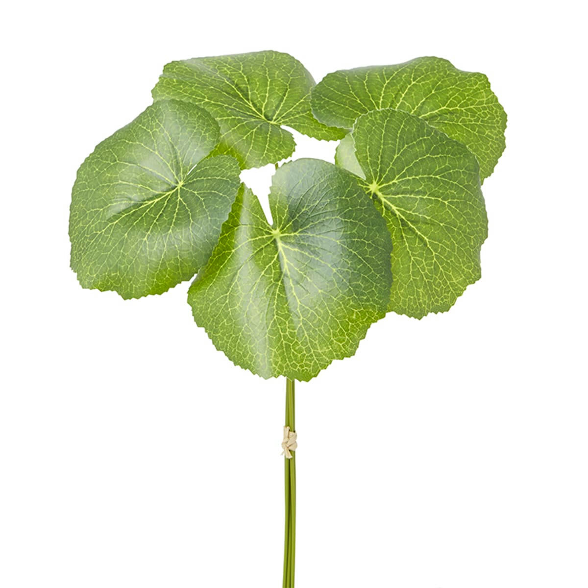 - Bouquet de feuilles de galax