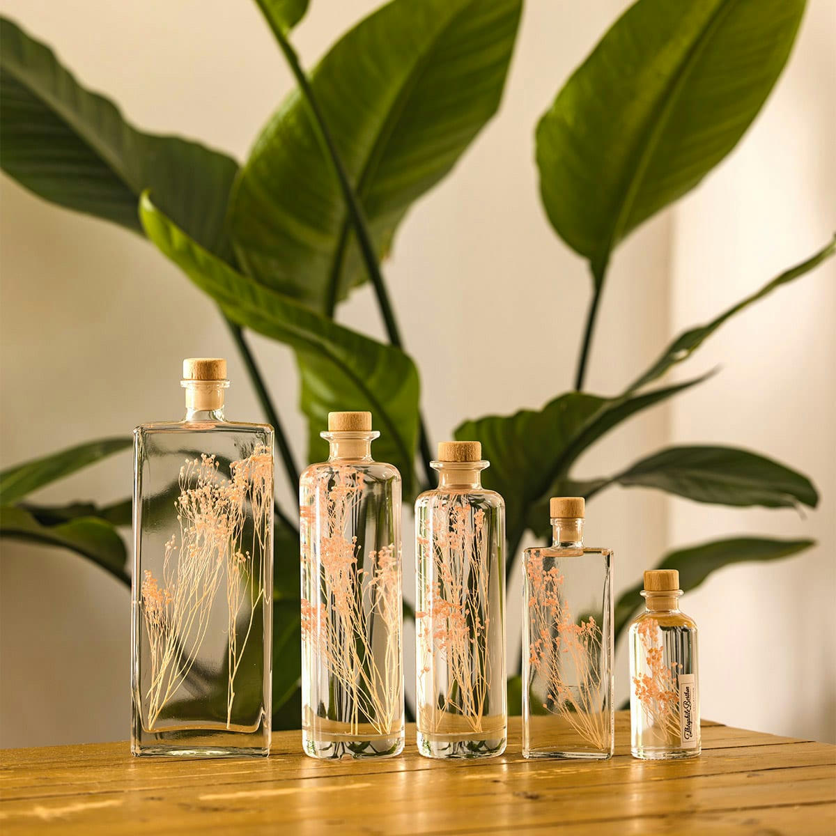 HERBARIUM DE THEOPHILE - Plante immergée Broom rose