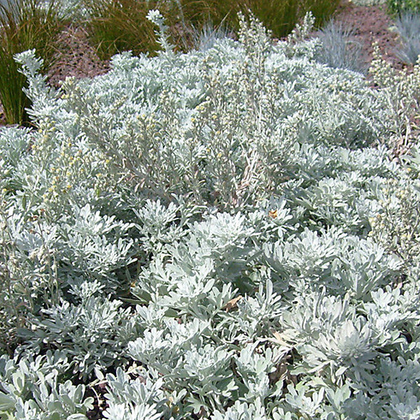 6 x Armoise à feuilles de Cinéraire 'Boughton Silver' - Artemisia stelleriana 'Boughton Silver'- godet 9cm x 9cm