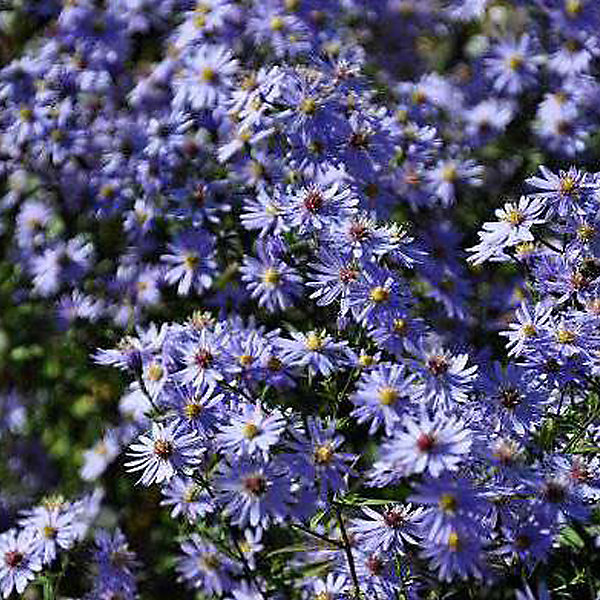 6 x Aster à feuilles en cœur 'Little Carlow' - Aster cordifolius 'Little Carlow'- godet 9cm x 9cm