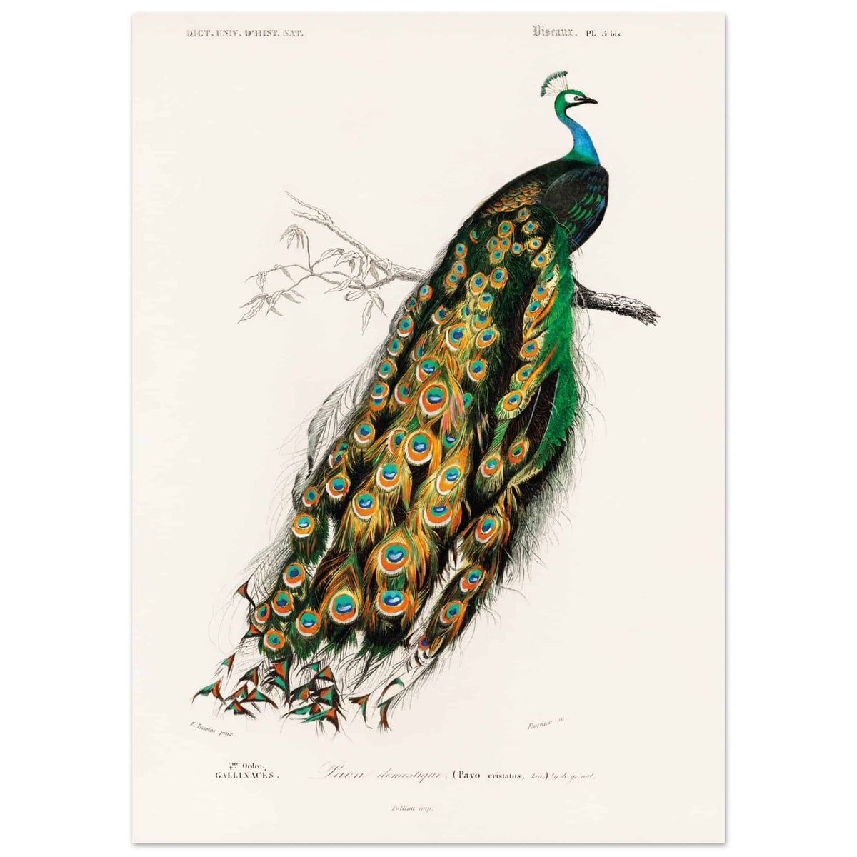 Artfulprints Poster Charles Dessalines d'Orbigny - Indian peafowl (pavo cristatus)  - 50x70 cm - Groen