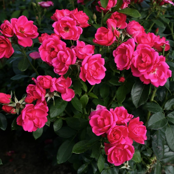 Beetrose, Rosa »Gartenfreund®«, Blüte: pink, halbgefüllt