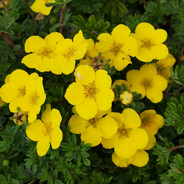 2 x Potentille arbustive 'Goldteppich' - Potentilla fruticosa 'Goldteppich'- 20-25 cm pot