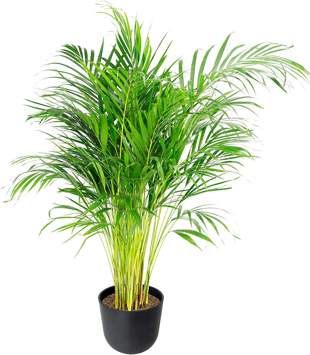 - Plante d'intérieur - Palmier areca de 90 cm en pot noir