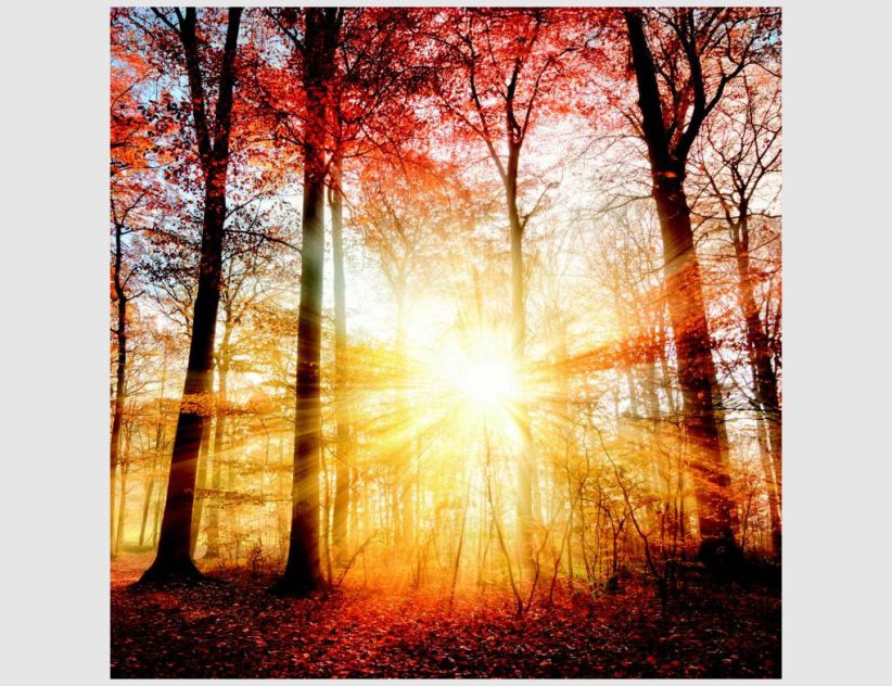 Bild Sonnenlicht im Herbstwald