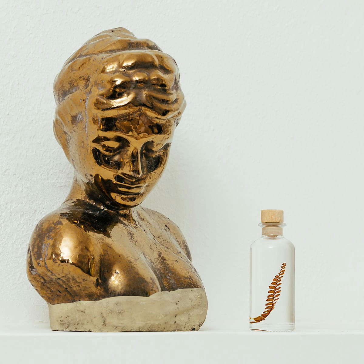 HERBARIUM DE THEOPHILE - Plante immergée Fougère Felci ambre