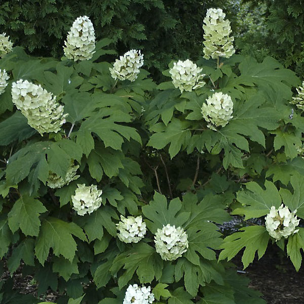 Hortensia à feuilles de chêne 'Snow Queen' - Hydrangea quercifolia 'Snow Queen'- 50-60 cm pot