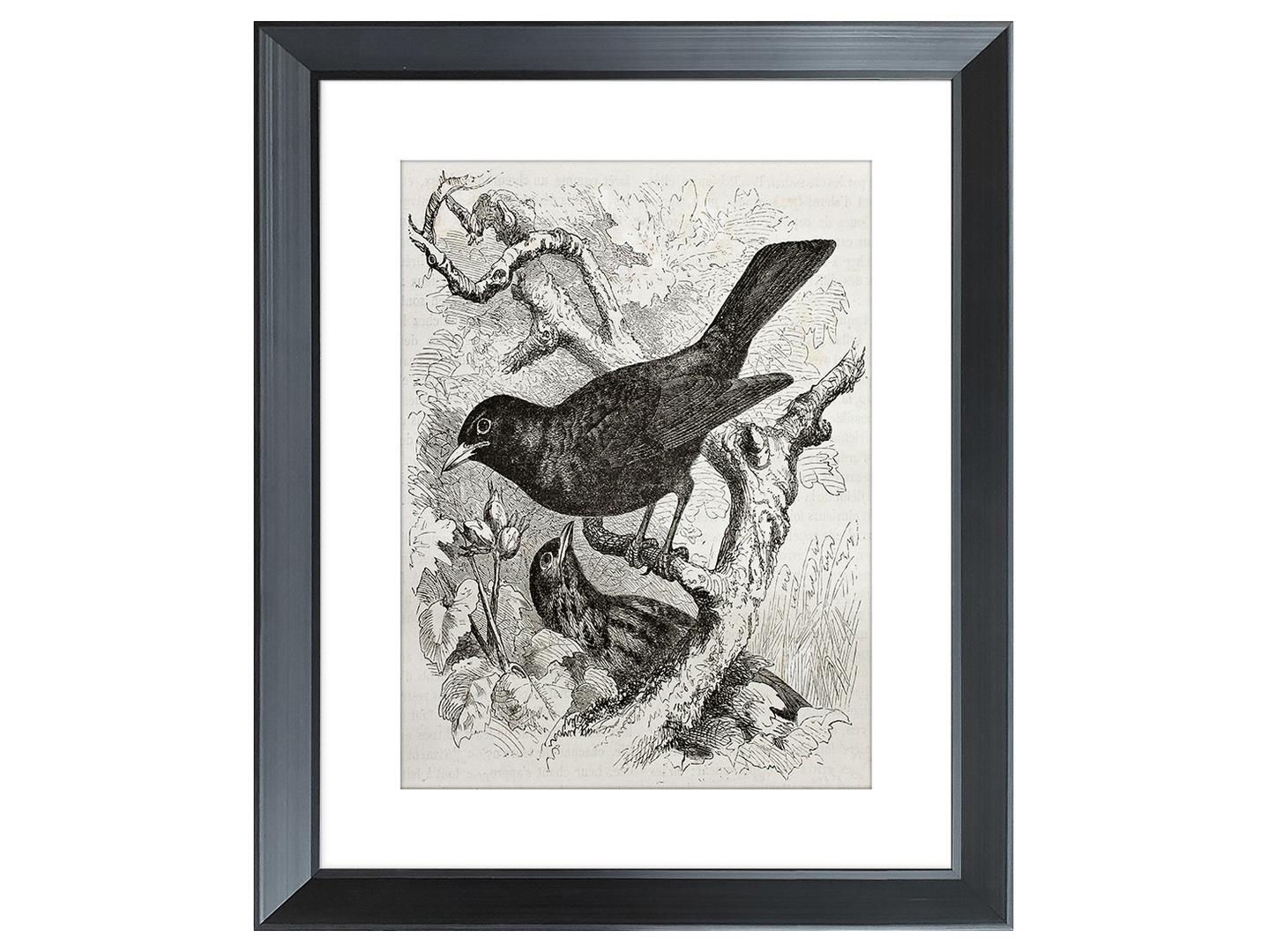 Obraz w ramie Birds On Branches 46x56 cm