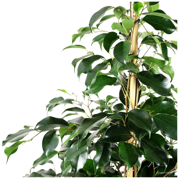 Birkenfeige, Ficus benjamini »Danielle«, im Kunststoff-Kulturtopf