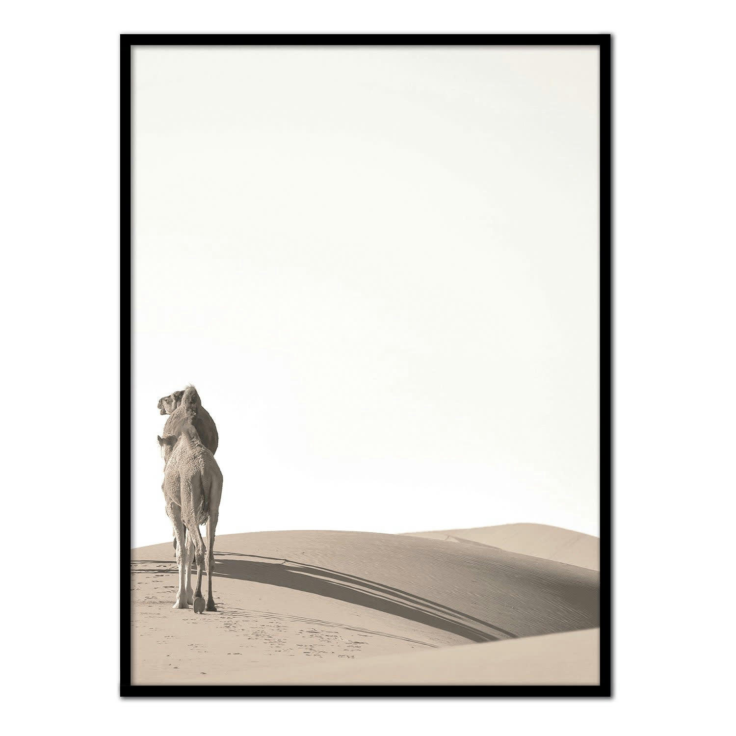 DESIERTO - Affiche avec cadre noir - Dromadaires dans le désert - 30x40