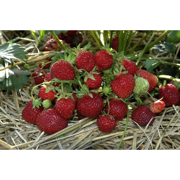 Erdbeere, Fragaria ananassa »Praline «, Blütenfarbe: weiß